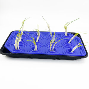 跨境现货 水培育苗盒 耐高温 PP 种植托盘 6穴 12穴